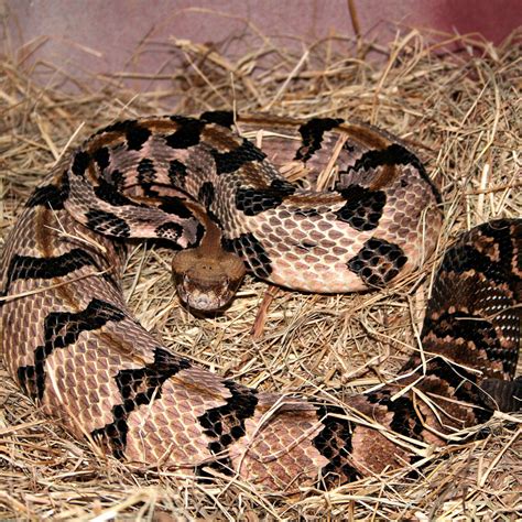Rattle Snake Baby Images The Nurturing Nature Of Rattlesnakes