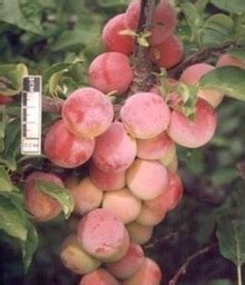 Китайская слива: сорта с фото и описанием (таблица)