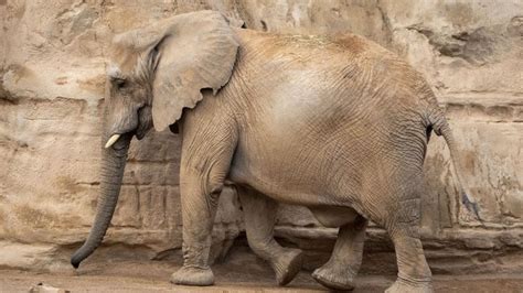 Valencia | Bioparc, en “cuenta atrás” para el nacimiento del primer ...