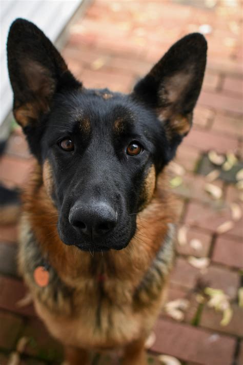 Black and Brown German Shepherd · Free Stock Photo