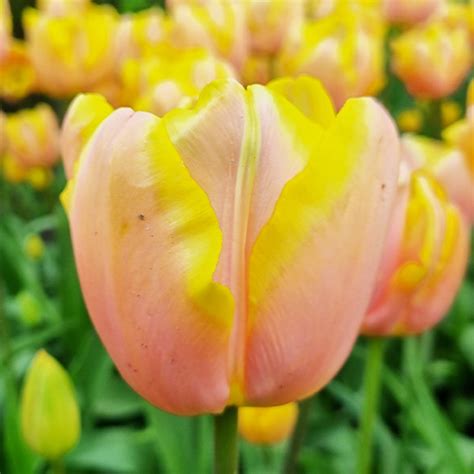 Tulip Mango Charm Order online in EU directly from Holland