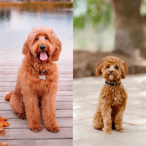 Goldendoodles — Utah Goldendoodles