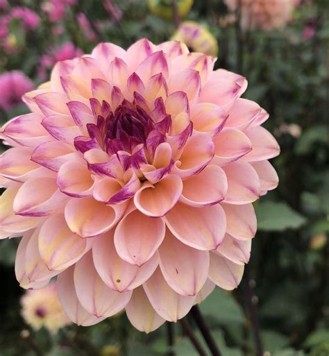 Wine Eyed Jill — Dahlias by Julie