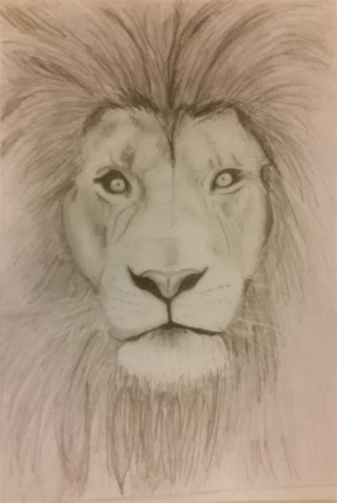 Easy Lion Pencil Drawing - bestpencildrawing