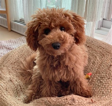 Poodle price in Banglore - Premium Pet Palace