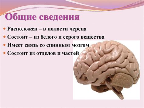 Головной мозг - презентация онлайн