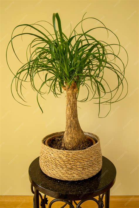 Premium Photo | Beaucarnea recurvata also known as ponytail palm or nolina