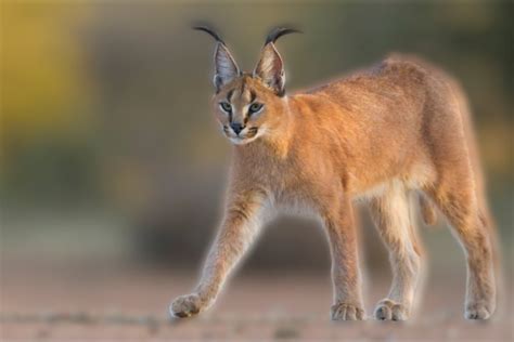 Cat Chit Chat: African Lynx
