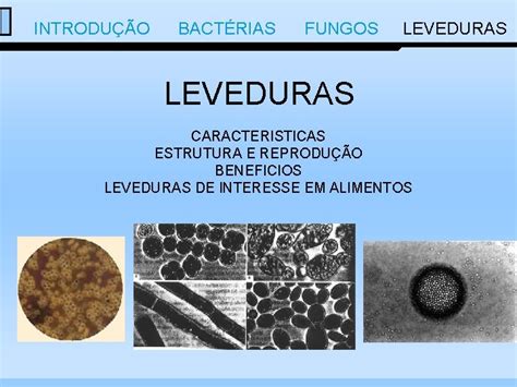 Leveduras O Que É - MICROORGANISMOS INTRODUO BACTRIAS FUNGOS LEVEDURAS MICROORGANISMOS ...