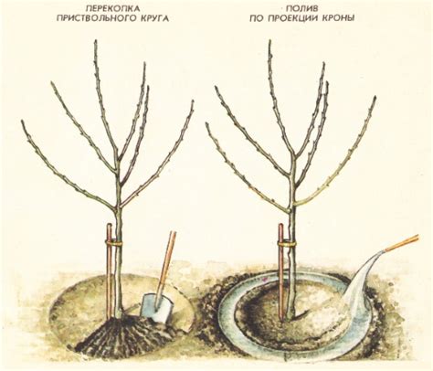 Яблоня Конфетное. Описание сорта, фото, отзывы, посадка, уход ...