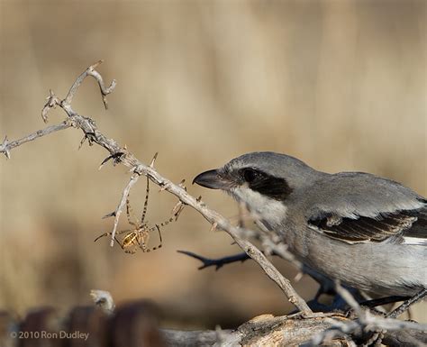 Loggerhead Shrike Impaling Prey, revisited – Feathered Photography