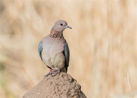 Малая горлица — Streptopelia senegalensis / Статьи / Птицы Европы