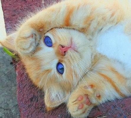 Рыжий котенок с голубыми глазами (9 фото)