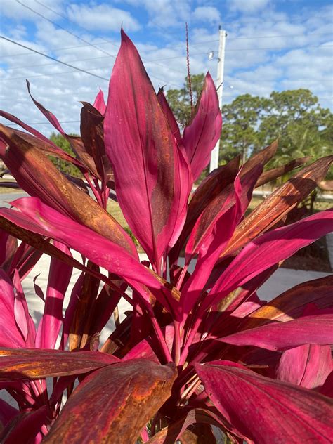 Cordyline Red Sister Cutting 12” / Live Plants 18-24” - Etsy