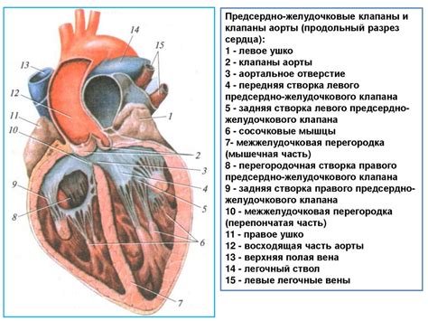 Сердечно-сосудистая система - презентация онлайн
