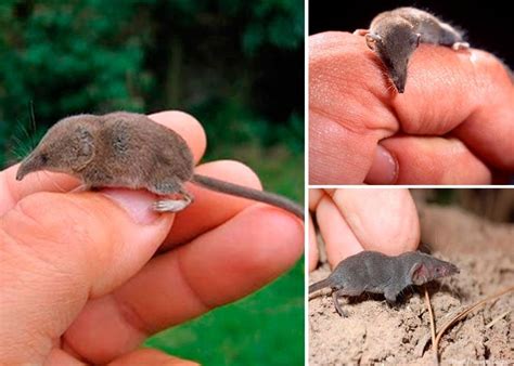 Menor Animal Do Mundo - Qual é o Nome do Menor Animal do Mundo? – Mundo Ecologia