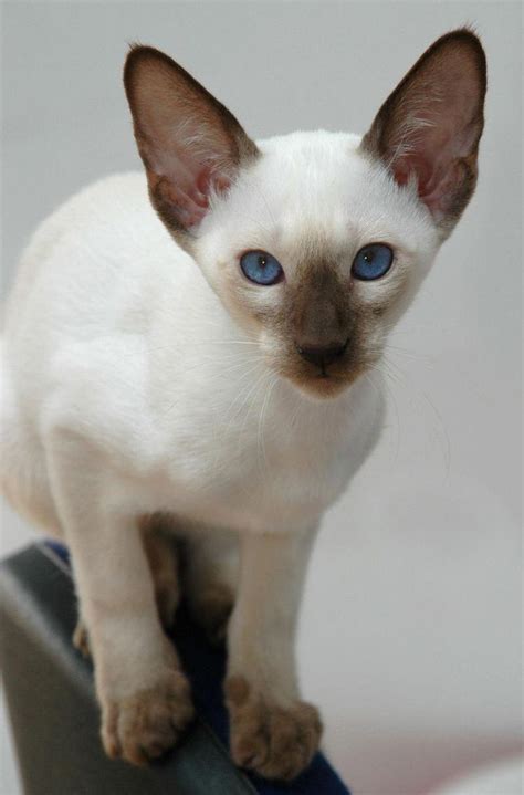 blue point siamese  complete guide   unique color artofit