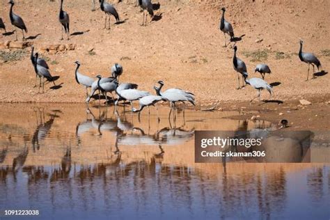 75 Khichan Stock Photos, High-Res Pictures, and Images - Getty Images