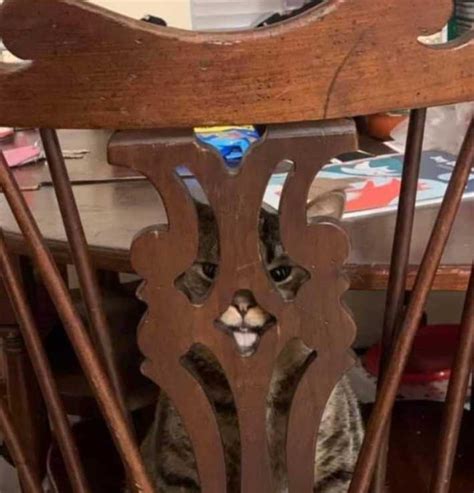 Yo escondiéndome de mi problemas : r/Aww_Espanol