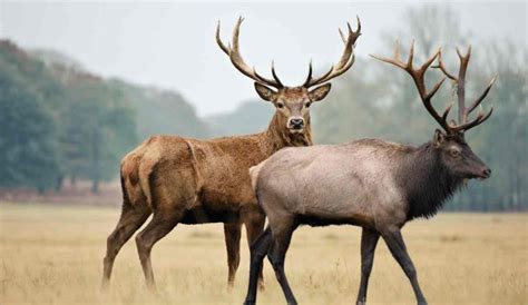Thrilling 2024-2025 NM Elk, Deer And Pronghorn Season!