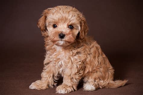 oldie-maltipoo-dog-06 — Maltipoo Moscow