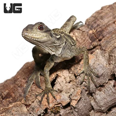 Sulawesi Sailfin Dragon (Hydrosaurus celebensis) For Sale - Underground Reptiles