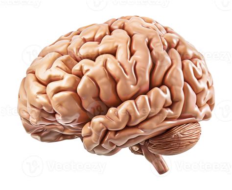 realistic human brain isolated  transparent background  png