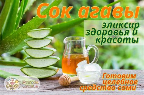 Сок агавы – эликсир здоровья и красоты