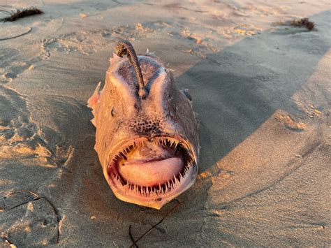 Deep Sea Anglerfish