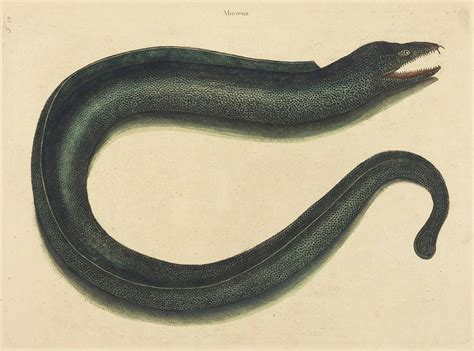 The Muray Drawing by Mark Catesby - Pixels
