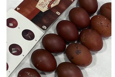 Cuckoo Maran Egg Color