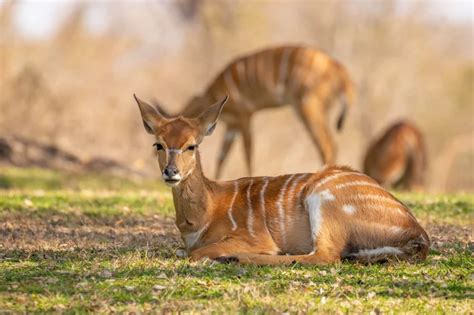 Mamífero Com A Letra N - Animal com a letra N, conheça! | Blog da Cobasi