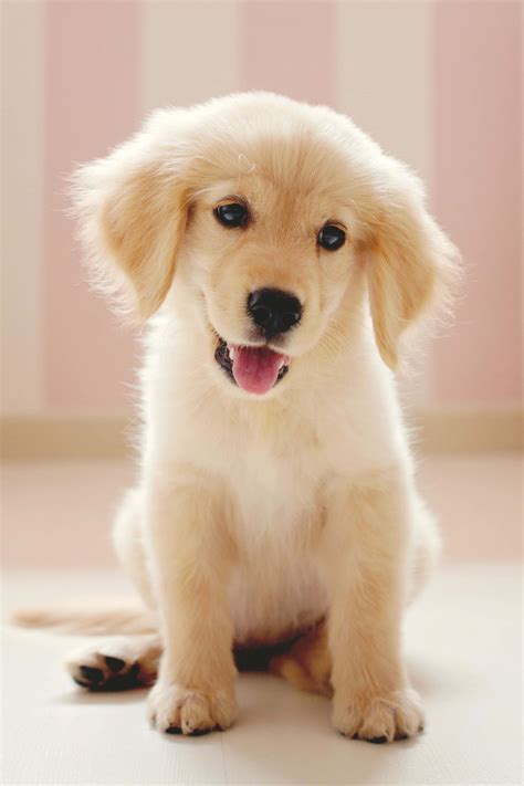 Download Cute Little Puppies Wallpaper | Wallpapers.com