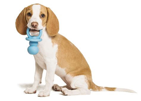 Better online booking will make dog shots petsmart even easier soon 22