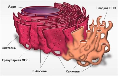 ЭНДОПЛАЗМАТИЧЕСКАЯ СЕТЬ