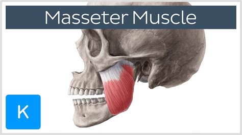 masseter muscle origin insertion innervation function anatomy
