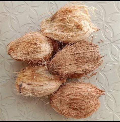 solid  grade  fully husk fresh coconut coconut size medium