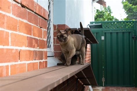 Cat parks, cat runs and cat enclosures - Perth Cat Hospital
