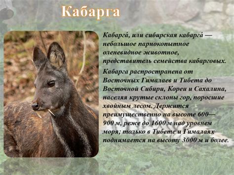 Презентация Животный мир Дальнего Востока – скачать бесплатно pptx