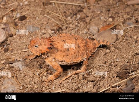 Blood squirt lizard hi-res stock photography and images - Alamy