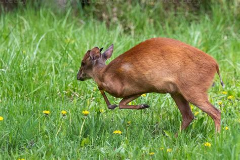 Kirks Dik-dik - Madoqua kirkii small brown antelope 16653406 Stock