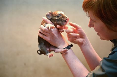 Teacup Pot Bellied Pig