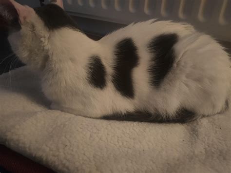 Dave, tail tuck. : r/Catloaf