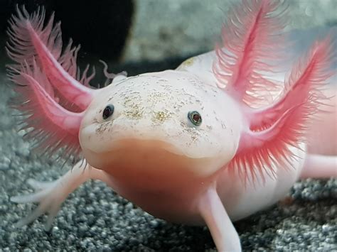 Are Pink axolotls rare? - Rankiing Wiki : Facts, Films, Séries, Animes ...