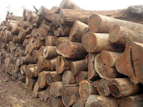 Венге (wenge), дерево венге, древесина венге