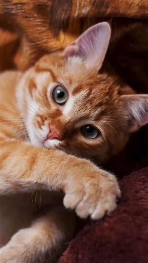 Уютная осень, рыжий котёнок, синнабоны | Котята, Милые котики ...