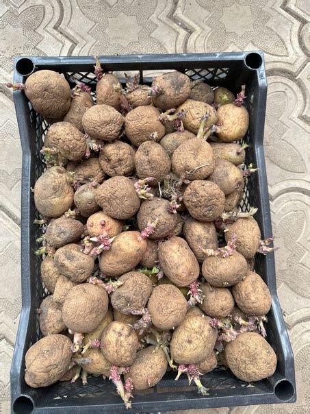 Продам сортовой картофель на посадку,ведро 300руб,все вопросы в ...