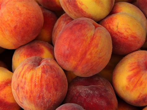How Peaches Spread Across North America - Open Association of Research