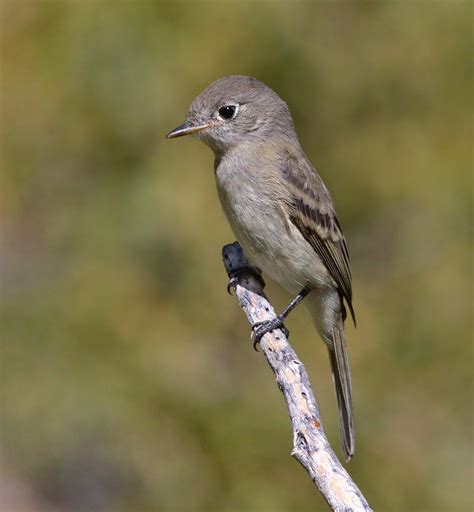 Dusky Flycatcher | San Diego Bird Spot