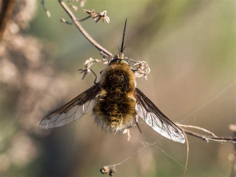 Жужжало большой (Bombylius major) | OLYMPUS DIGITAL CAMERA | Flickr